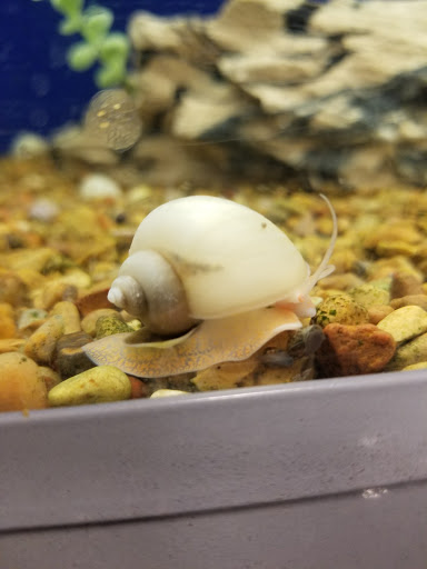 Pet Supply Store «PetSmart», reviews and photos, 33963 Doheny Park Rd, San Juan Capistrano, CA 92675, USA