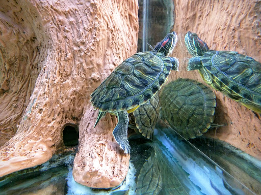 Pet Supply Store «Petco Animal Supplies», reviews and photos, 1919 El Camino Real, Mountain View, CA 94040, USA