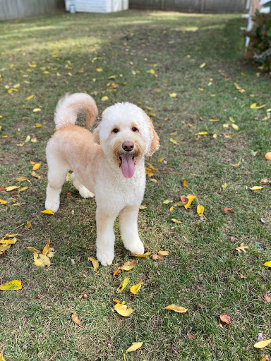 Boutique «Coastal Canine Grooming & Boutique», reviews and photos, 253 Naugatuck Ave, Milford, CT 06460, USA