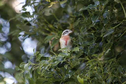 Plant Nursery «Wilcox Nursery», reviews and photos, 12501 Indian Rocks Rd, Largo, FL 33774, USA