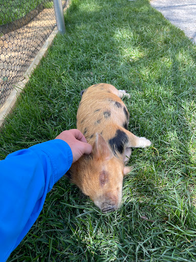 Tourist Attraction «Lucky Ladd Farms», reviews and photos, 4374 Rocky Glade Rd, Eagleville, TN 37060, USA