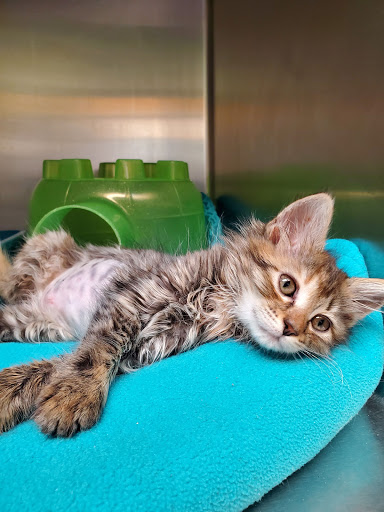 Non-Profit Organization «Heartland Humane Society», reviews and photos, 398 SW Twin Oaks Cir, Corvallis, OR 97333, USA