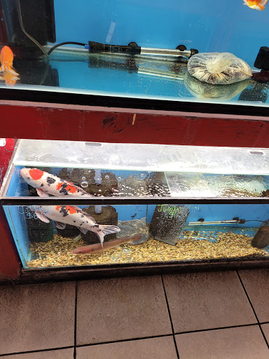 Pet Store «Pet Source 1901», reviews and photos, 1901 W 8th St B, Los Angeles, CA 90057, USA