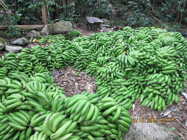 Distribución De Frutas y Verduras - Cusco