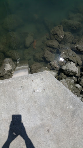 Marina «Fort Pierce City Marina», reviews and photos, 1 Avenue A, Fort Pierce, FL 34950, USA