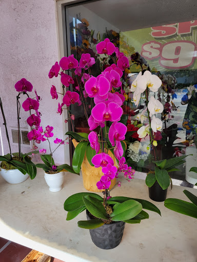 Florist «Avalon Flowers», reviews and photos, 1257 N Avalon Blvd, Wilmington, CA 90744, USA
