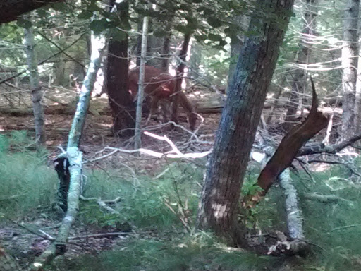 Golf Club «Pocasset Golf Club», reviews and photos, Club House Dr, Pocasset, MA 02559, USA