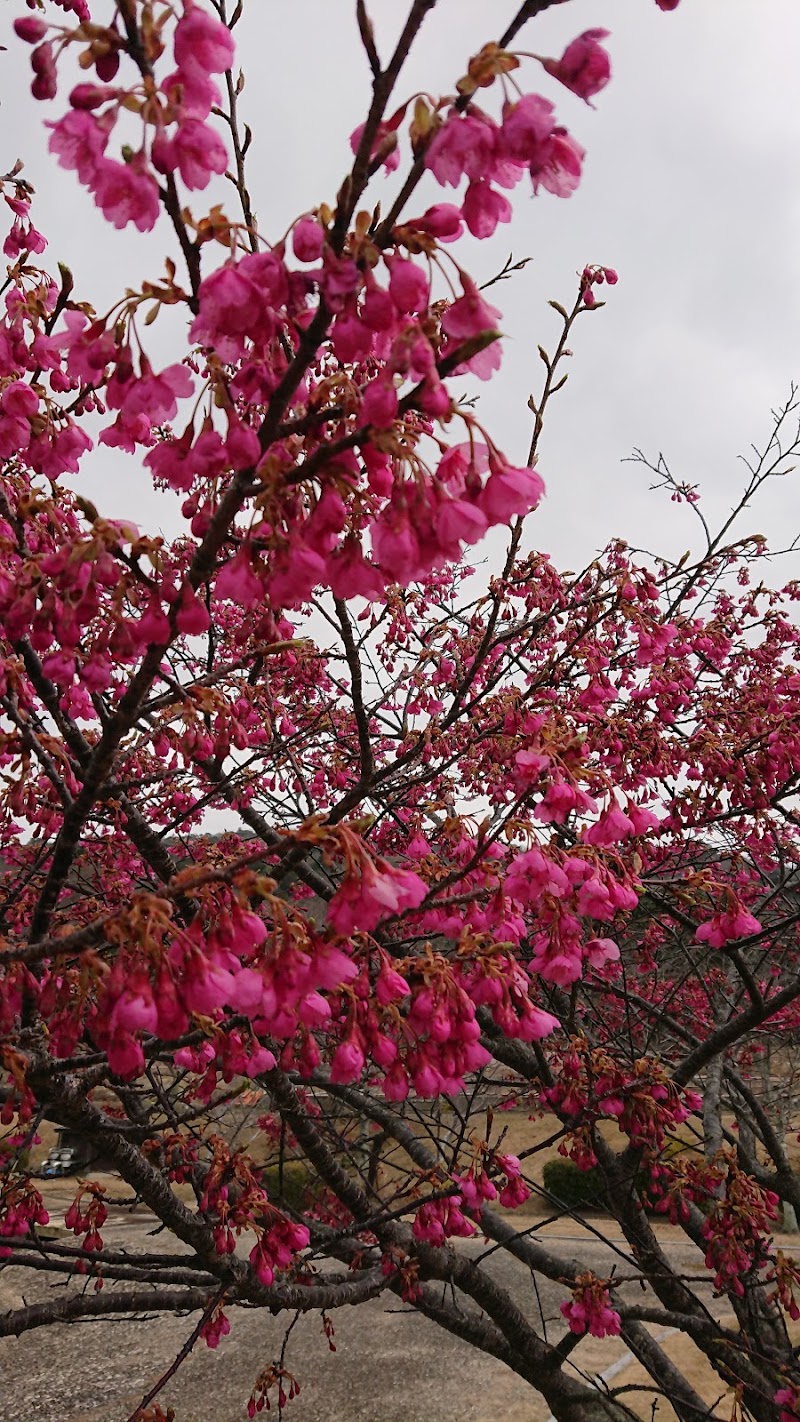 石垣市渥美町観光協会友好提携記念樹 緋寒桜