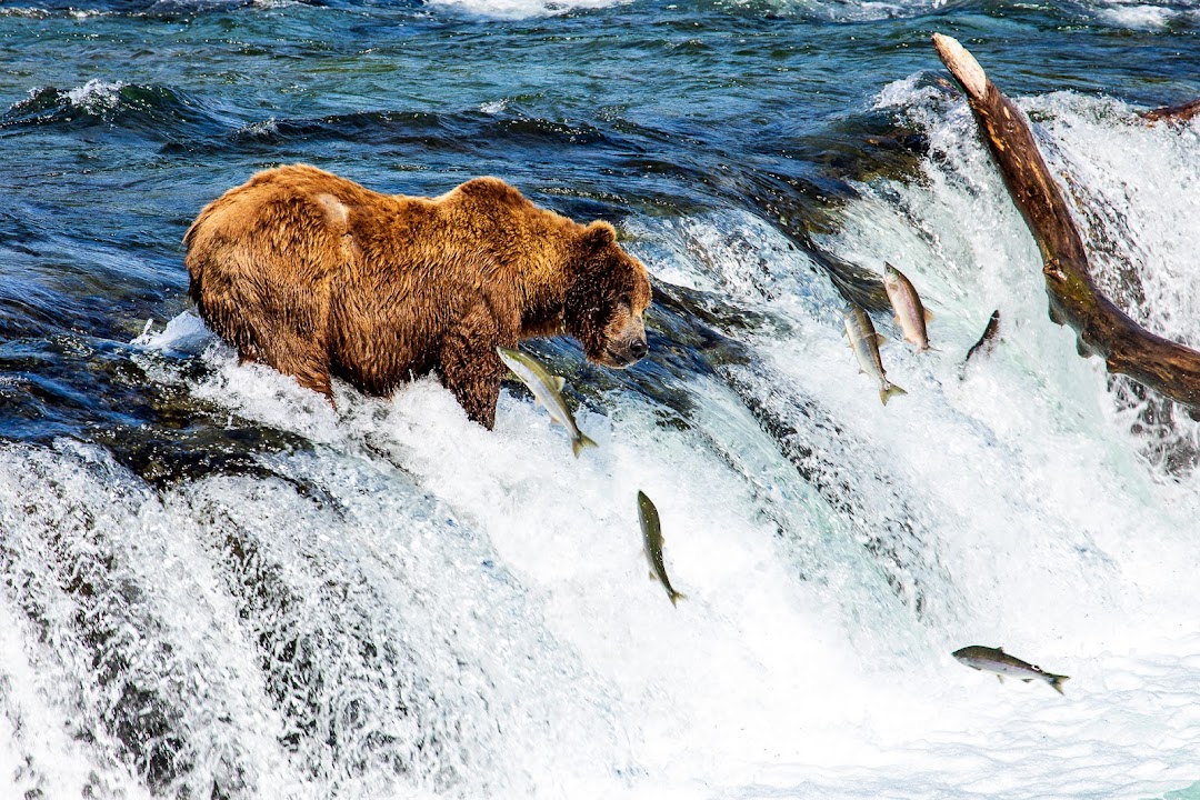 Alaska Bear Expeditions