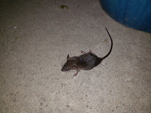 Pet Supply Store «Petco Animal Supplies», reviews and photos, 1301 S California Blvd, Walnut Creek, CA 94596, USA