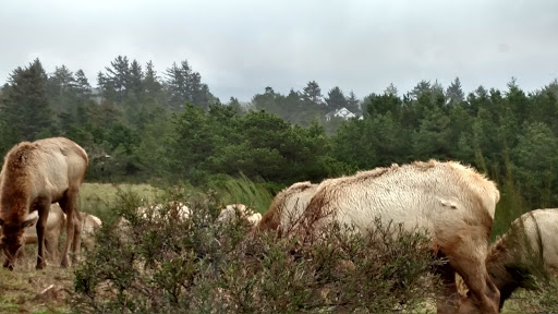 Golf Course «Highlands Golf Club», reviews and photos, 33260 Highlands Ln, Seaside, OR 97138, USA