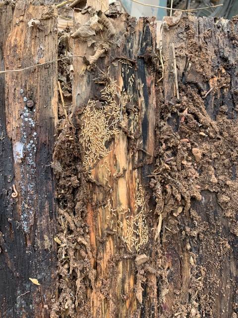 Smart Termite and Pest Control