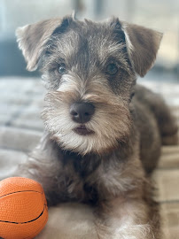 Bryn Kennels - Photo 2 - Car repair in Port Orange, FL, Deltona