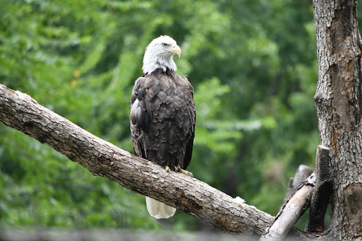 Zoo «Tulsa Zoo», reviews and photos, 6421 E 36th St N, Tulsa, OK 74115, USA