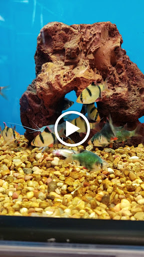 Pet Supply Store «Petco Animal Supplies», reviews and photos, 1080 Hometown Commons, Mountain Home, AR 72653, USA