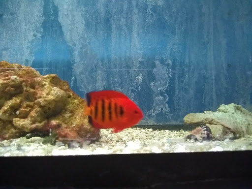 Pet Store «Leesburg Pet Center», reviews and photos, 959 N 14th St, Leesburg, FL 34748, USA