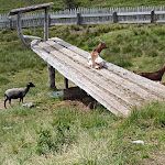 Photo n°4 de l'avis de Stefano.a fait le 10/07/2023 à 19:25 sur le  Ochsenalm - Jochtal à Valler Tal