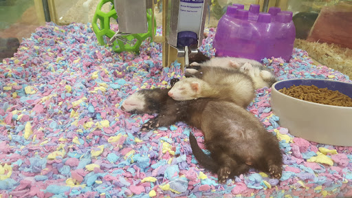 Pet Store «Pet Supermarket, Inc.», reviews and photos, 2446 N University Dr, Coral Springs, FL 33065, USA