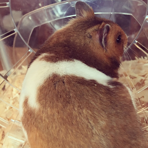 Pet Store «North East Discount Pet Center», reviews and photos, 49 Bridge St #5, Pelham, NH 03076, USA