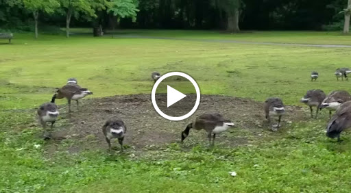 Golf Club «Leewood Golf Club», reviews and photos, 1 Leewood Dr, Eastchester, NY 10709, USA