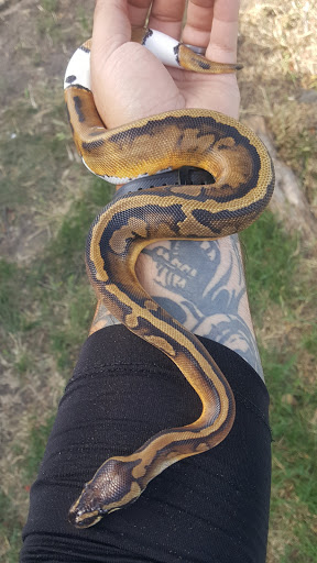 Reptile Store «CV Exotics», reviews and photos, 320 Sandown Rd, East Hampstead, NH 03826, USA