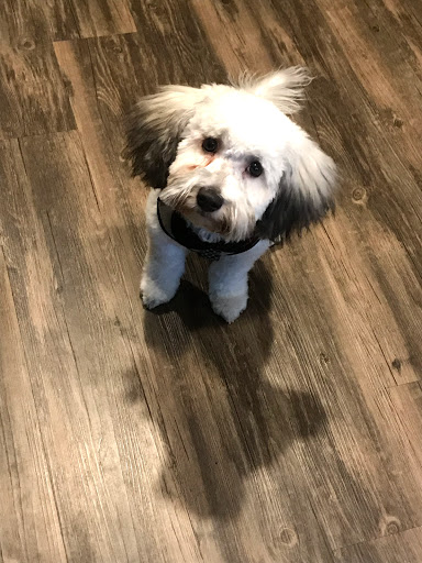 Pet Groomer «Purr-fect Pets Georgetown», reviews and photos, 1915 N Austin Ave, Georgetown, TX 78626, USA