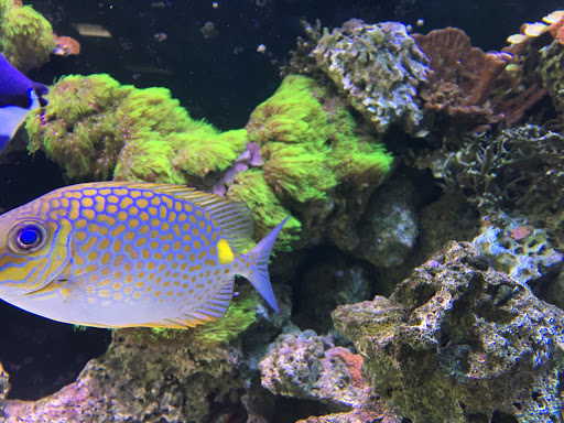 Tropical Fish Store «Nemo Aquarium», reviews and photos, 1560 Indian Trail Rd #106, Norcross, GA 30093, USA