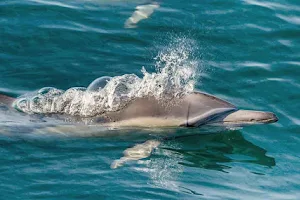 Dolphin & Nature Tour image