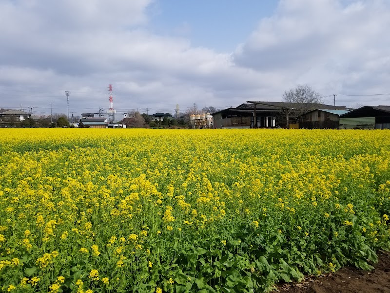 菜の花畑と桜