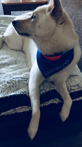 Pet Supply Store «Dog Savvy», reviews and photos, 1402 Larimer St, Denver, CO 80202, USA