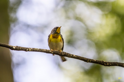 Nature Preserve «Melvin L. Newman Wetlands Center», reviews and photos, 2755 Freeman Rd, Hampton, GA 30228, USA