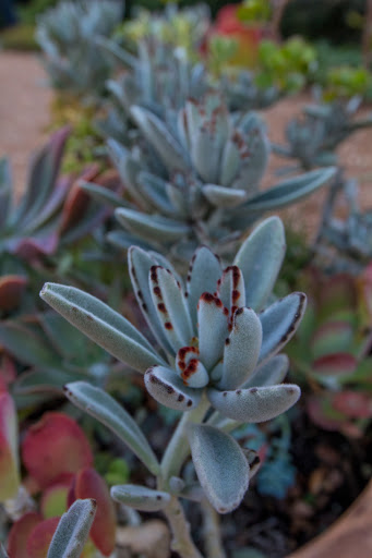 Golf Course «Cantigny Golf», reviews and photos, 27W270 Mack Road, Wheaton, IL 60189, USA