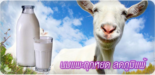 Dutch Dairy (Thailand) Co Ltd