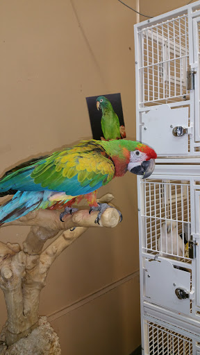 Bird Shop «Paterson Bird Store», reviews and photos, 13 Furler St # 1, Totowa, NJ 07512, USA