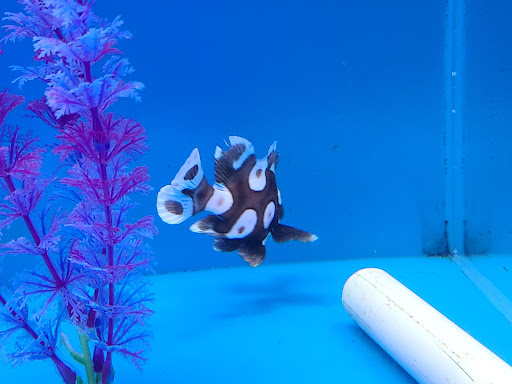 Tropical Fish Store «OCD Reefs», reviews and photos, 4220 2100 S, Salt Lake City, UT 84120, USA