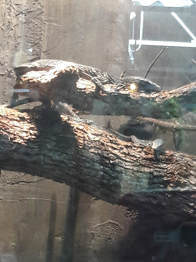 Pet Store «Lost Realms Pets», reviews and photos, 8059 N Cedar Ave, Fresno, CA 93720, USA