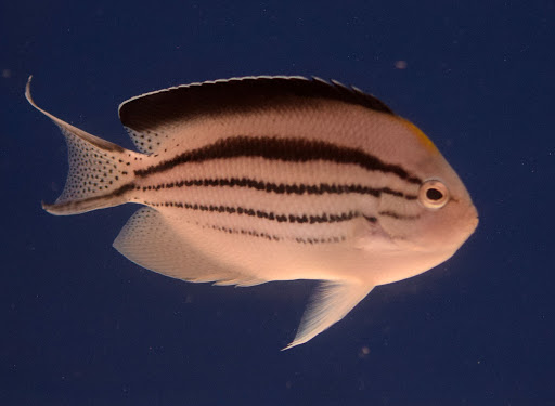 Aquarium «VIP Reef Aquarium», reviews and photos, 16300 SW 137th Ave #121, Miami, FL 33177, USA