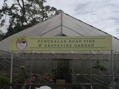 Pengkalan Kuap Fig And Grapevine Garden
