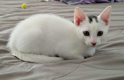 Pet Store «Pet City Pet Shops», reviews and photos, 750 Citadel Dr N # 2092, Colorado Springs, CO 80909, USA