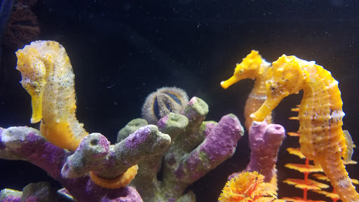 Tropical Fish Store «Old Town Aquarium», reviews and photos, 1538 N Wells St, Chicago, IL 60610, USA