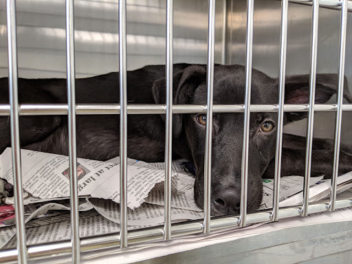 Greenville Humane Society, 305 Airport Rd, Greenville, SC 29607, Animal Protection Organization