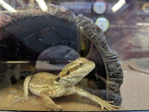 Pet Supply Store «Petco Animal Supplies», reviews and photos, 3055 Columbia Blvd #117, Titusville, FL 32780, USA