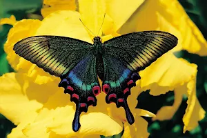 Butterfly Gardens image