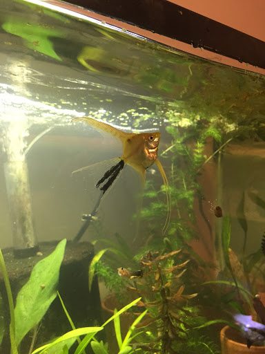 Pet Supply Store «PetSmart», reviews and photos, 157 Levittown Pkwy B, Levittown, PA 19055, USA