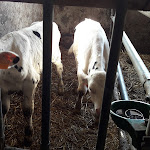 Photo n°3 de l'avis de Simona. fait le 08/10/2018 à 09:08 sur le  Agriturismo cascina Lert à Marone