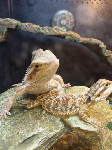 Pet Supply Store «PetSmart», reviews and photos, 162 S Gary Ave, Bloomingdale, IL 60108, USA