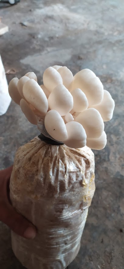 Budidaya jamur tiram (khoolis jamur tiram)