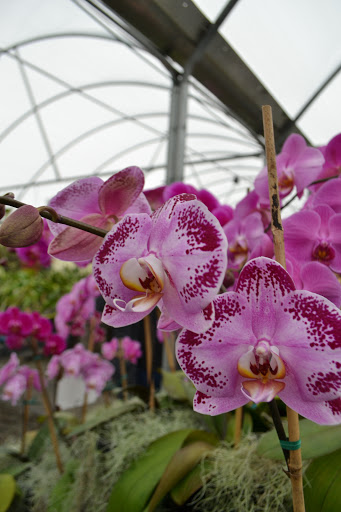 Florist «Dr Delphinium Flower & Orchid House», reviews and photos, 513 W Campbell Rd, Richardson, TX 75080, USA