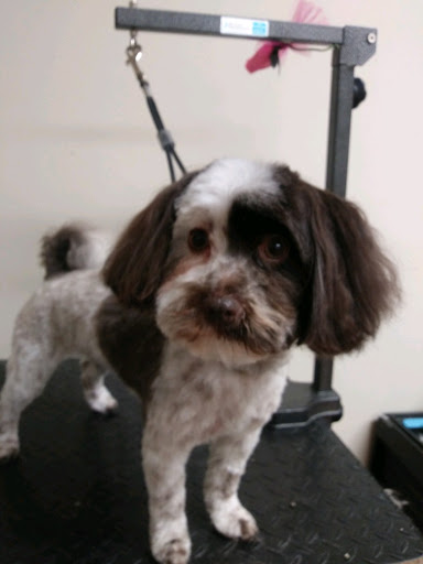 Pet Supply Store «EarthWise Pet Supply - Richardson», reviews and photos, 1310 W Campbell Rd #128, Richardson, TX 75080, USA