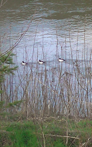 Park «Hogan Park», reviews and photos, 24400 Russell Rd, Kent, WA 98032, USA